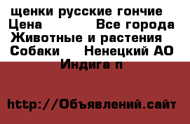 щенки русские гончие › Цена ­ 4 000 - Все города Животные и растения » Собаки   . Ненецкий АО,Индига п.